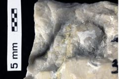 Foto (Detailansicht) von Decapoda indet. (NHMW-GEO-1990-0041-0384)